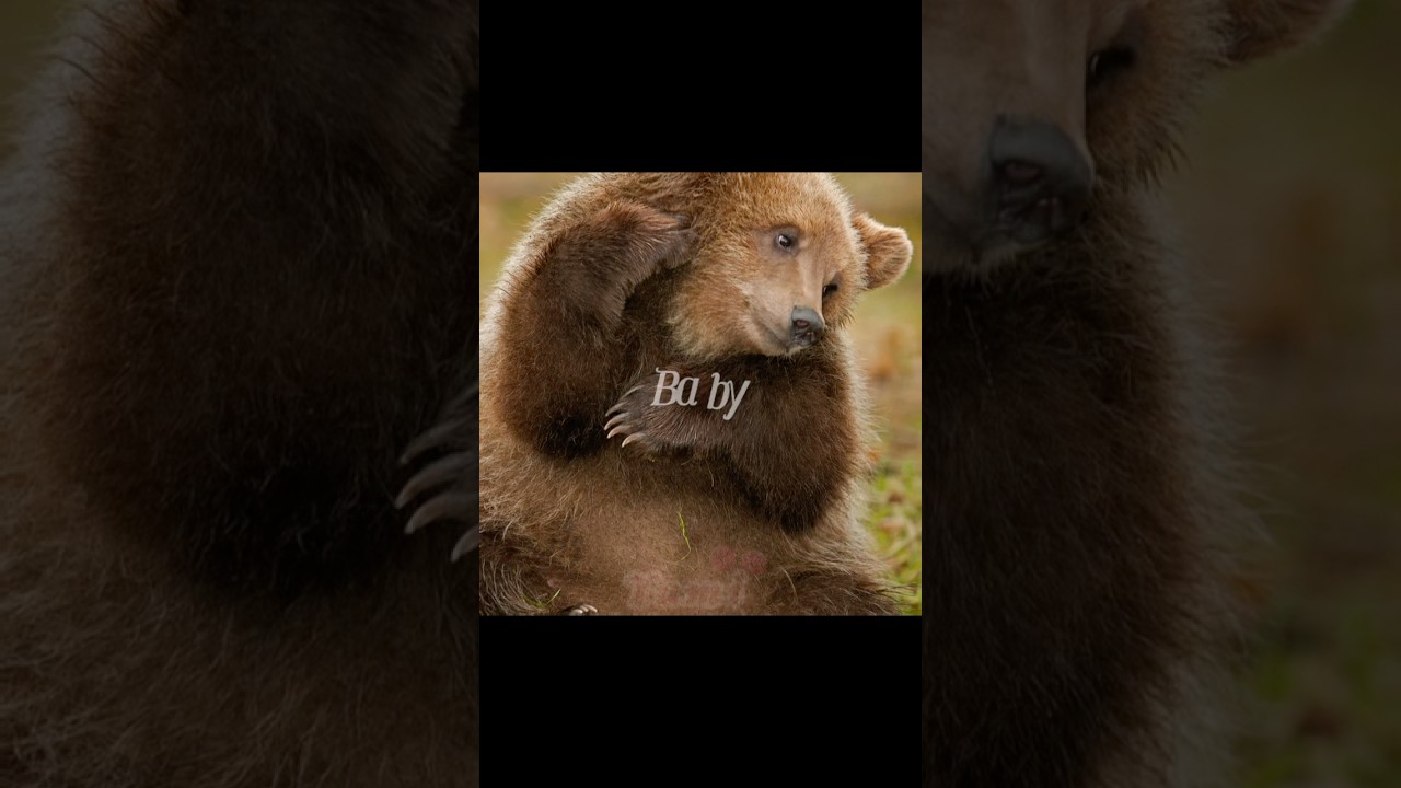 BROWN BEAR 🐾 