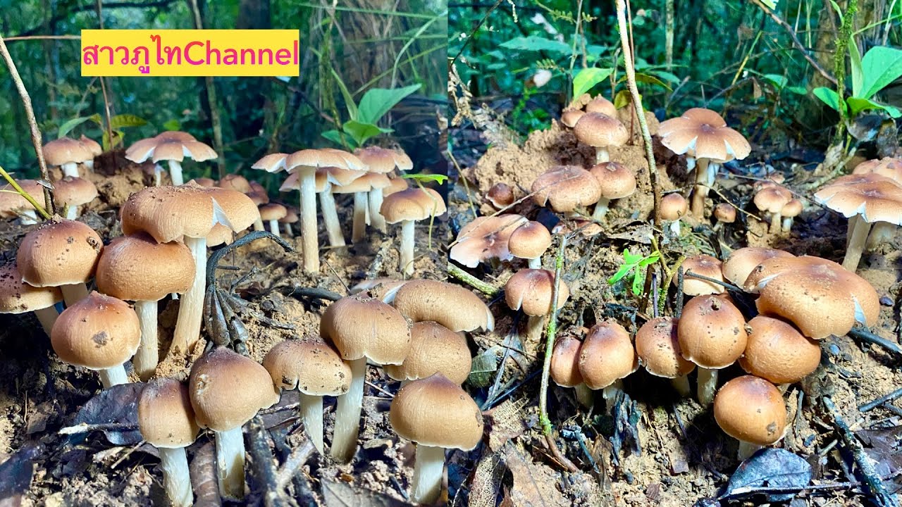ไม่คิดว่าป่านี้!!!จะมีเห็ดปลวกแดงหมู่ใหญ่ขนาดนี้ให้เก็บ บอกได้คำเดียวงามมากๆ 