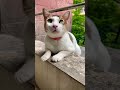 #cat #funnyshorts #catvideos
