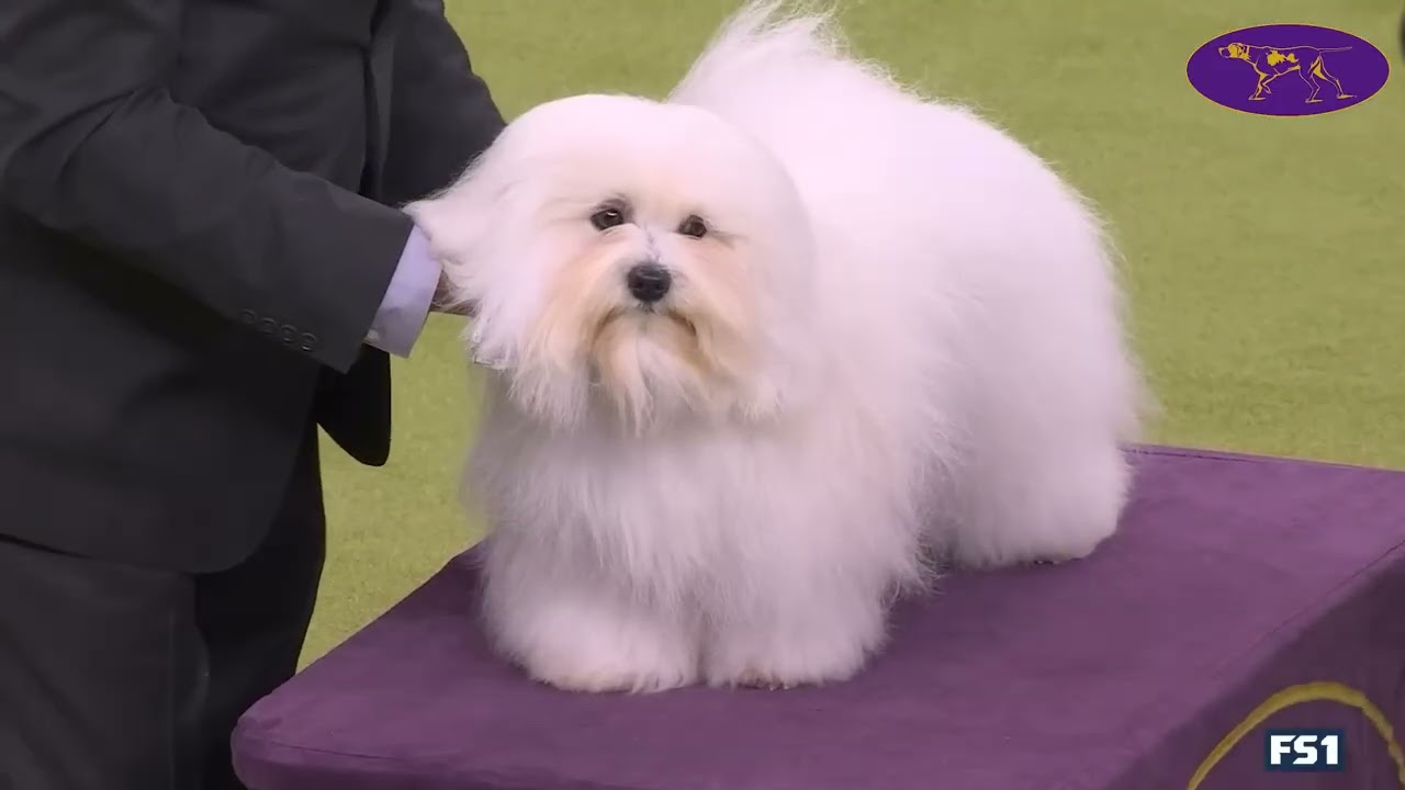 Группа неспортивных собак | Вестминстерский кинологический клуб 2026