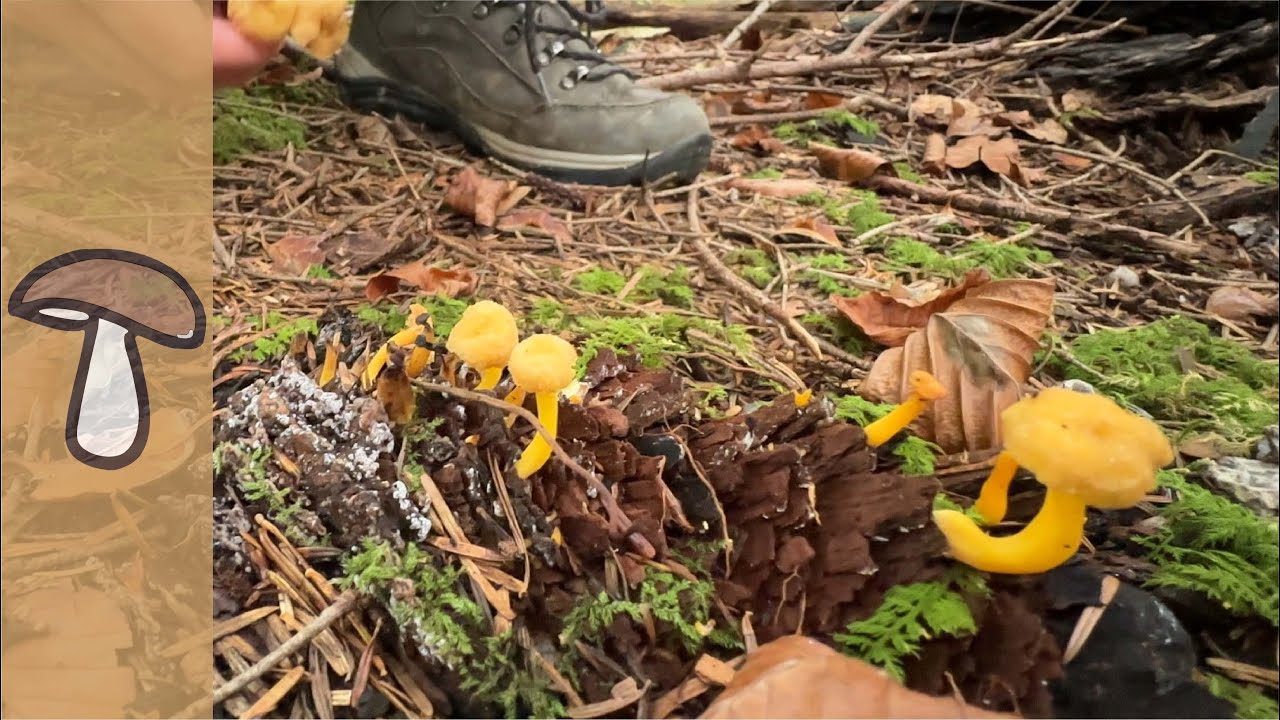 🍄CRAZY ERSTFUND - GEWEIHFÖRMIGE HOLZKEULE - LUSTIGE TOUR