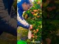 Fruits harvesting #fruits #farm #harvesting #shortvideo #ytshorts #fruit #gardening # viral