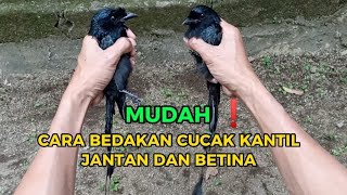 MUDAH ❗ CARA MEMBEDAKAN CUCAK KANTIL JANTAN DAN BETINA