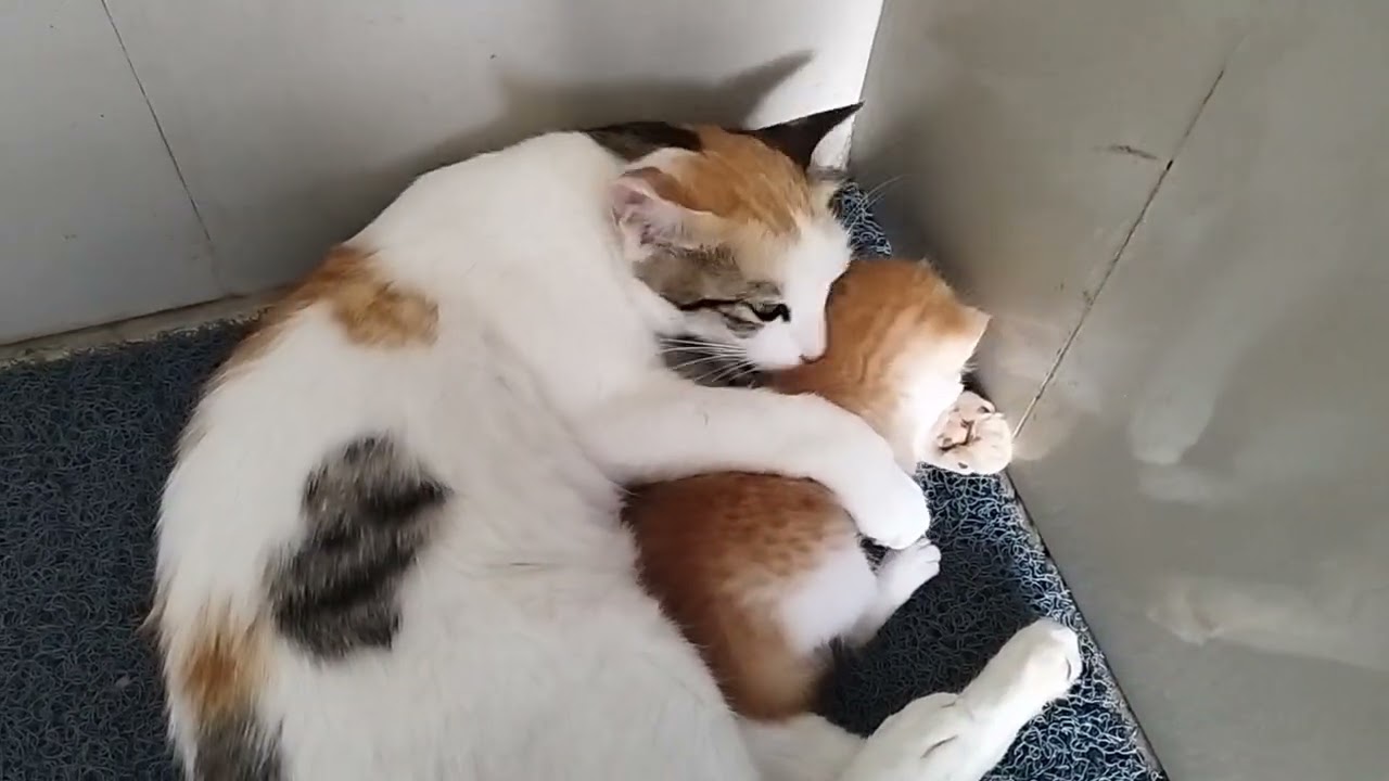 Mom cat loves her kitten 