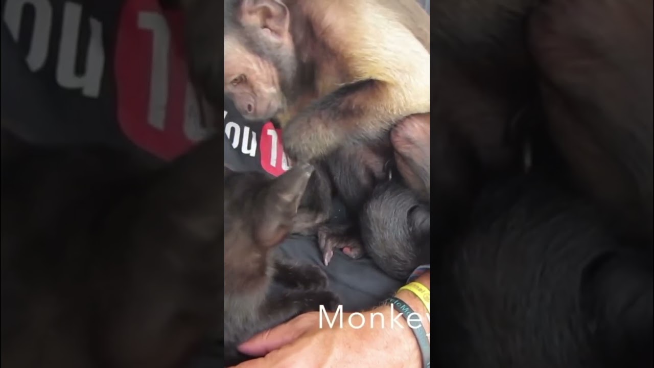 Monkey and kitten play 