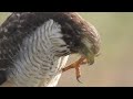 Taguató (Rupornis magnirostris) -alimentandose con un sapo (Rhinella arenarum)-