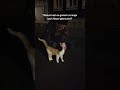 Katzenmagnet 😹