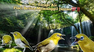 Pleci Betina Nada Call Memanggil Jantan