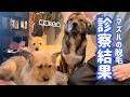 チャーリーの鼻の脱毛について｜診察結果