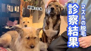 チャーリーの鼻の脱毛について｜診察結果