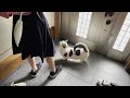 お父さんなら「ゴリ押しすれば開けてくれる」と思っている猫