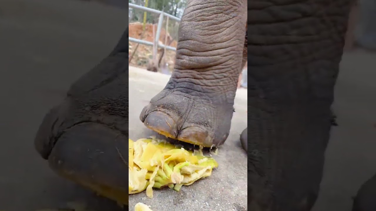 Elephants Munching on Their Favorite Snacks at the Zoo.