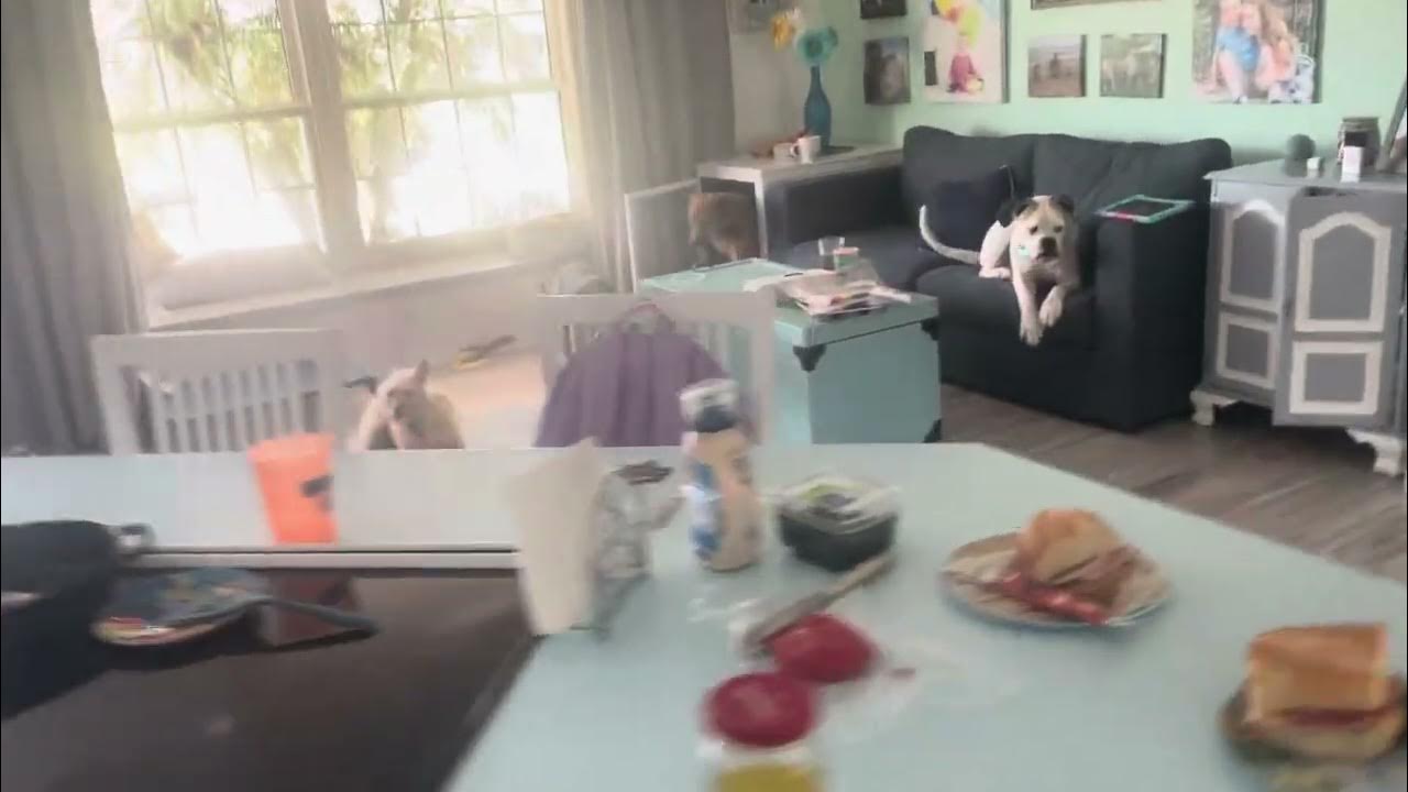 Tiny example of why to close crate door for all naps YouTube