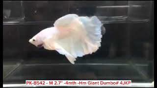 PK B542 M2 7 4mth Hm Giant Dumbo #4JKP