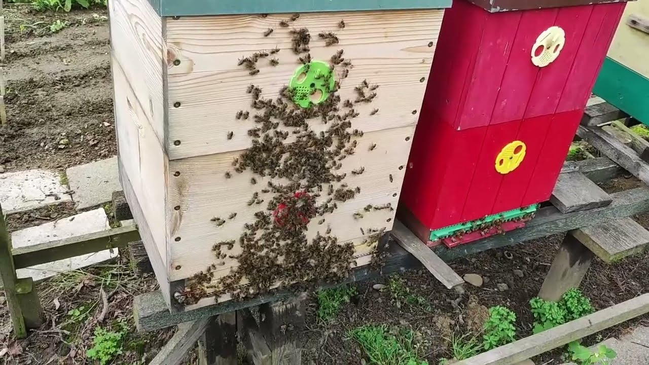 Začalo vzájemné vykrádání včel včelami. Nastalo období bez snůšky a to ohrožuje oddělky včel.