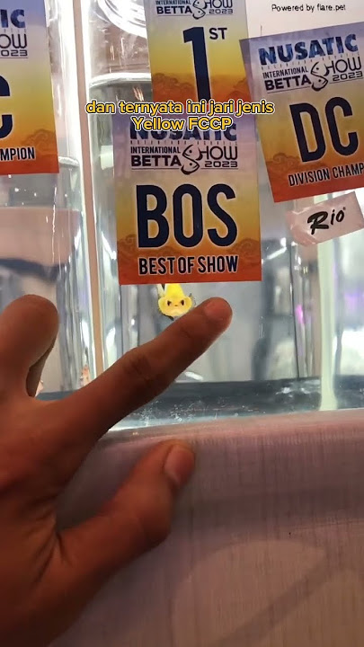 Liat-Liat Ikan Cupang Yang Juara di Nusatic Betta Show !! Cakep Semua Ikannya !!😍🤑🤩