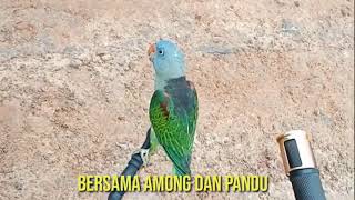 Download Lagu SUARA GACOR PULING TAJALING MENGGILA//LANCAKAN TAHUN LALU MP3 Download Lagu SUARA GACOR PULING TAJALING MENGGILA//LANCAKAN TAHUN LALU MP3