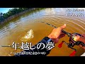 釣れた魚の頭がイメージより黄金で驚愕しました!Pesca del pavon el rio orinoco Colombia