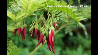 Debs kaka Beak