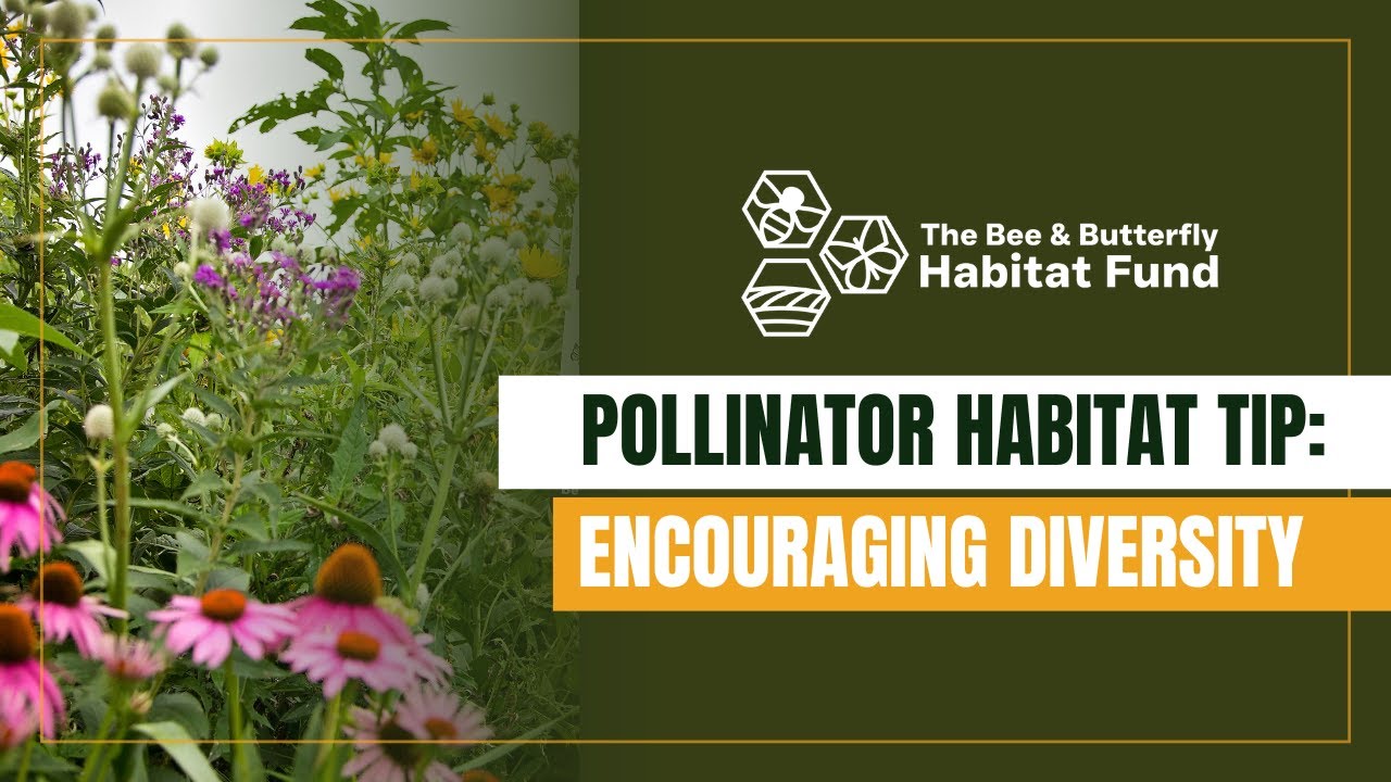 Pollinator Habitat Tip: Encouraging Wildflower Diversity - The Bee and ...