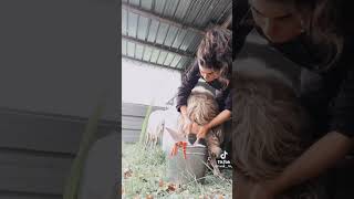 حلب الماعز