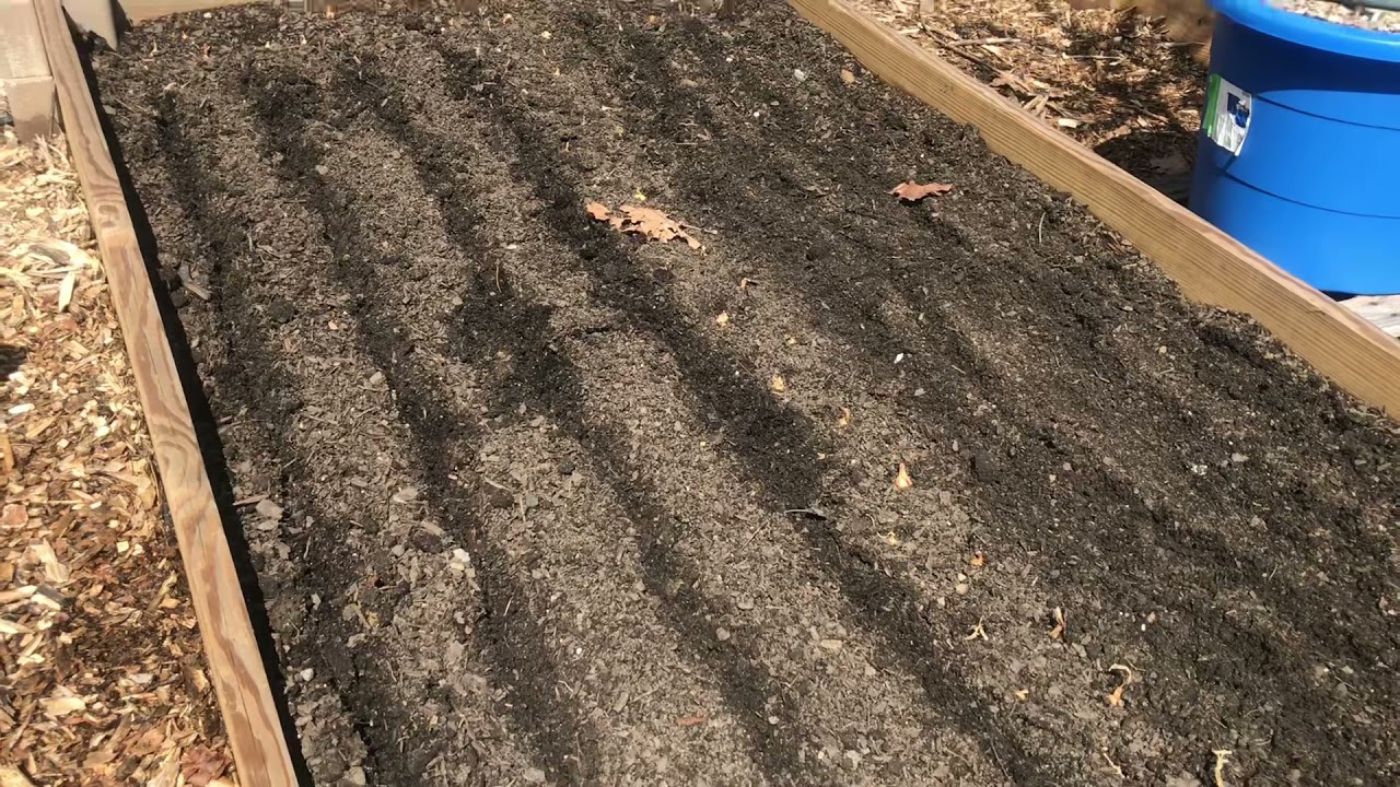 Planting Mustard and Turnip Greens YouTube