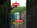 cukup irit#padi#sawah#petaniindonesia#shortsfeed#shortviral#shortvideo#video#videoviral