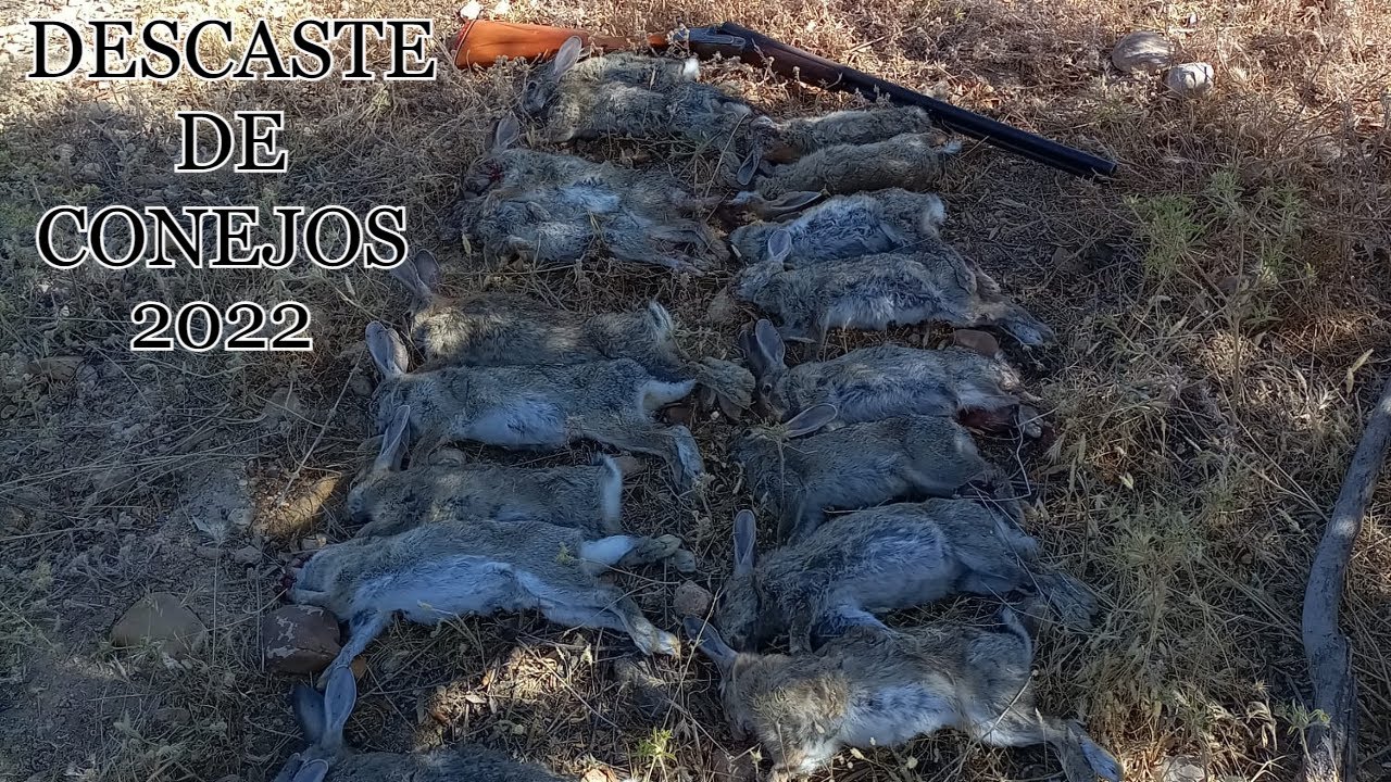 Descastando Conejos en Madrid.