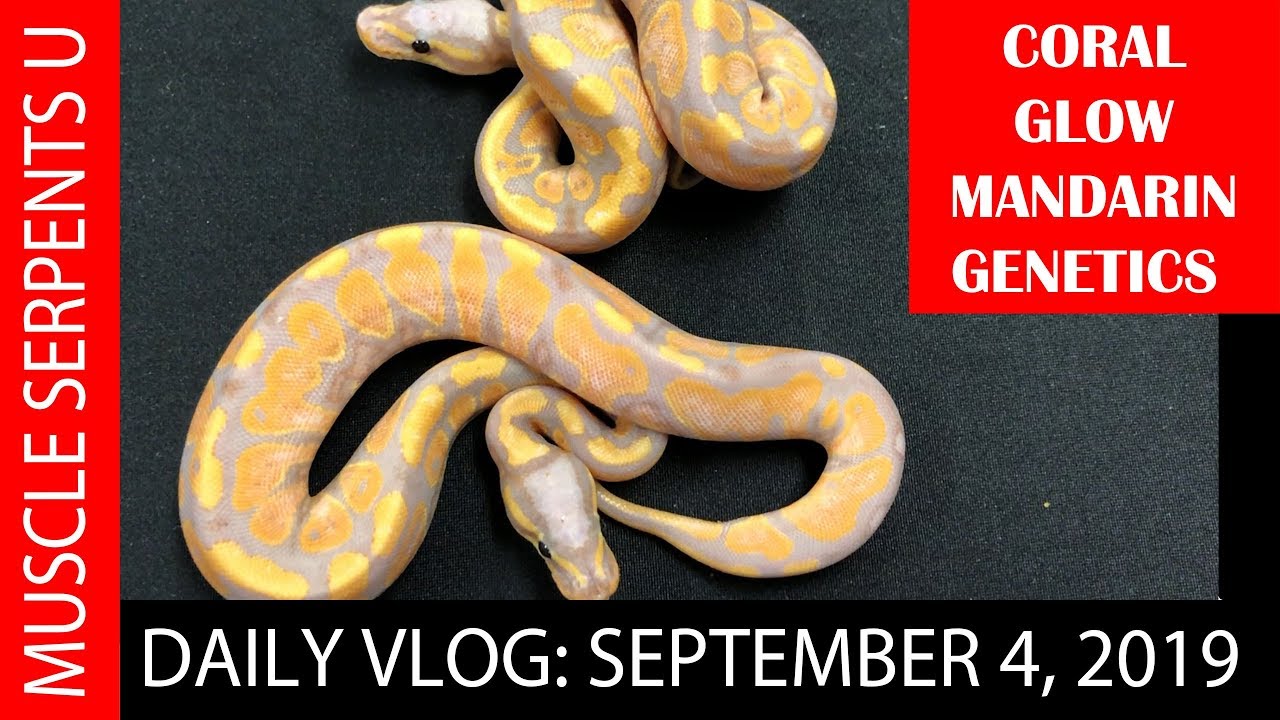 orange dream drink RADIOACTIVE BALL PYTHON? September 4, 2019