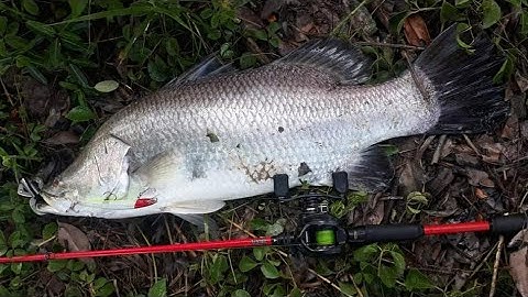 Câu cá Chẽm - Cà Mau 3# - #Lure cá #Chẽm Vược vuông tôm thiên nhiên  -  #Barramundi Fishing