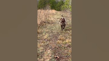 Working wirehaired pointing griffon returns quail on hunt #wirehairedpointinggriffon