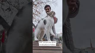 Kittens: Turkish Delights, Turkish Nights, and The Hard Life of Me in Istanbul. 🤪😆 #ai #amusing