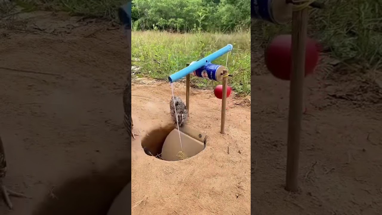 Genius Animal Trap Using Simple Tools