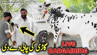 live Bargaining Cow Mandi domail - Gari ke chabi dy de - dangerous fateh jang Bull 2024 - Qurbani