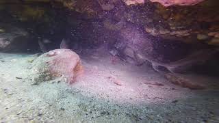 Noarlungas Port Jackson Sharks