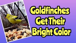 Wisconsin Backyard Birding // Bird Cam // Bright Yellow Goldfinches Are Back // Nature #birds