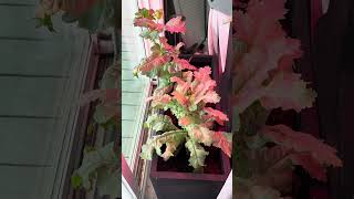 Indoor Poppy Plants February 25 To May 26, 2026. @VivaLa-Poppy &amp; Boom