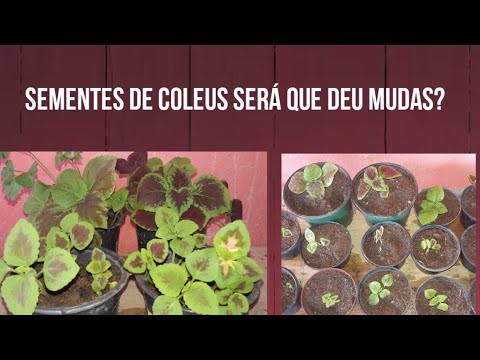 Vídeo: Coleus: quan i com plantar