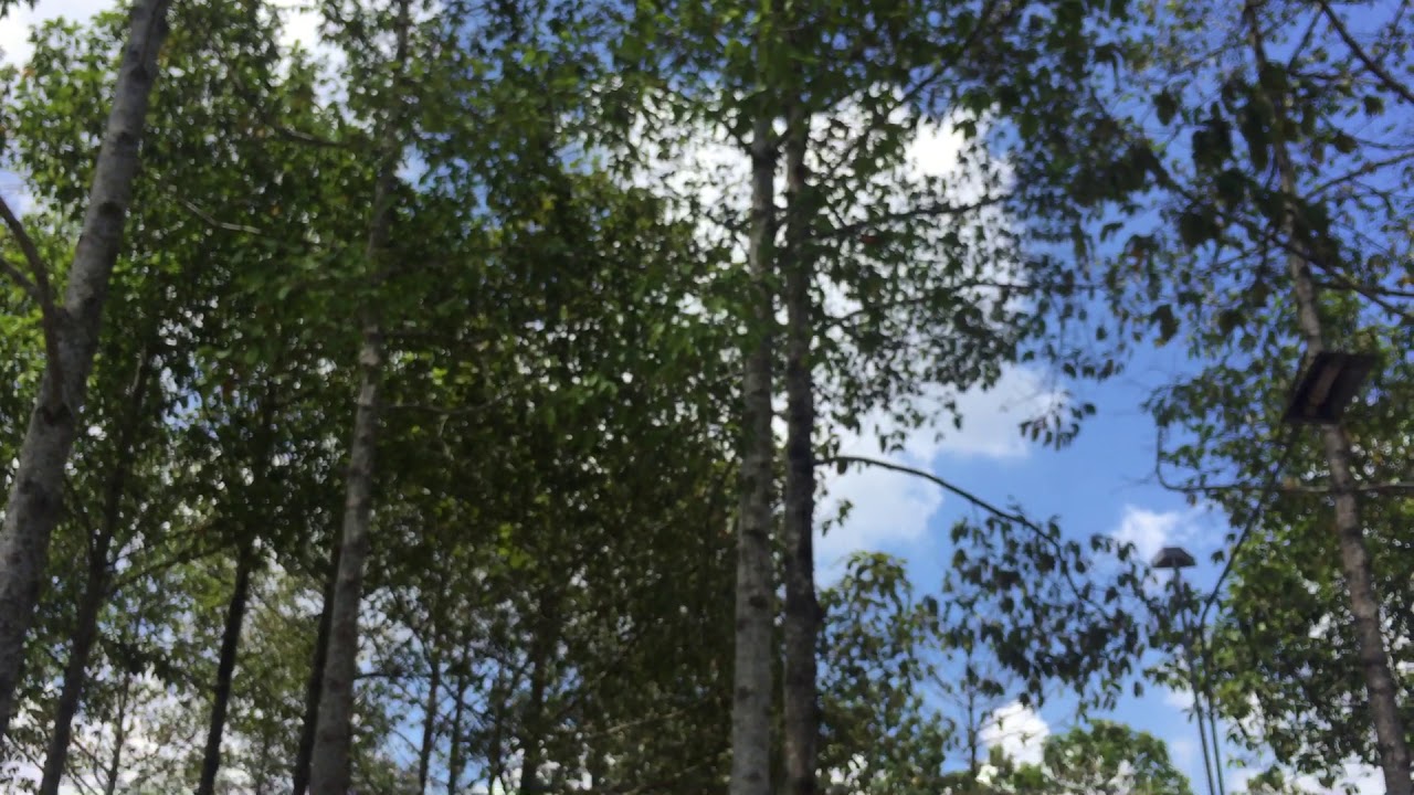 Sounding of Cicada in summer | Tiếng ve kêu mùa hè