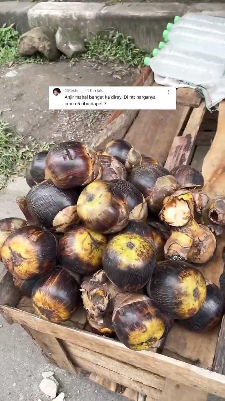 BUAH LONTAR DITEMPAT KALIAN BERAPA HARGANYA GUYS?