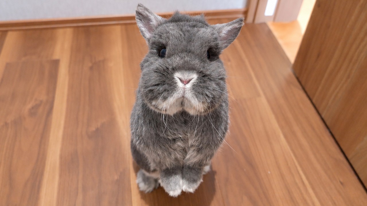 ウサギの隊長♡˶•ᴗ•˶♡様 リクエスト 2点 まとめ商品 YouTube