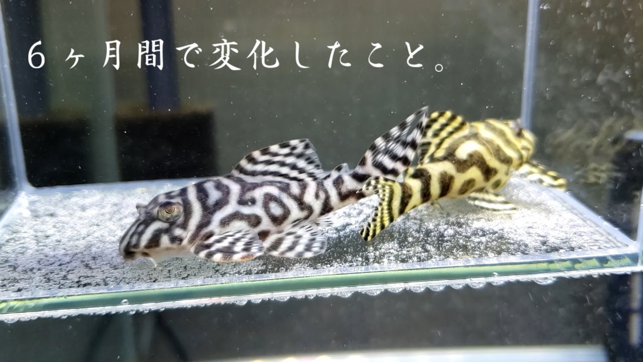 キンペコ‼️5～6cm程、国産ブリード‼️