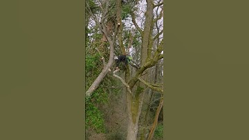Storm damage Oak clear up. #arborist #treework #arbortec #chainsaw