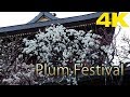 TOKYO.| 文京梅まつり.| Bunkyo Ume Matsuri (Plum Festival)2018. [4K]