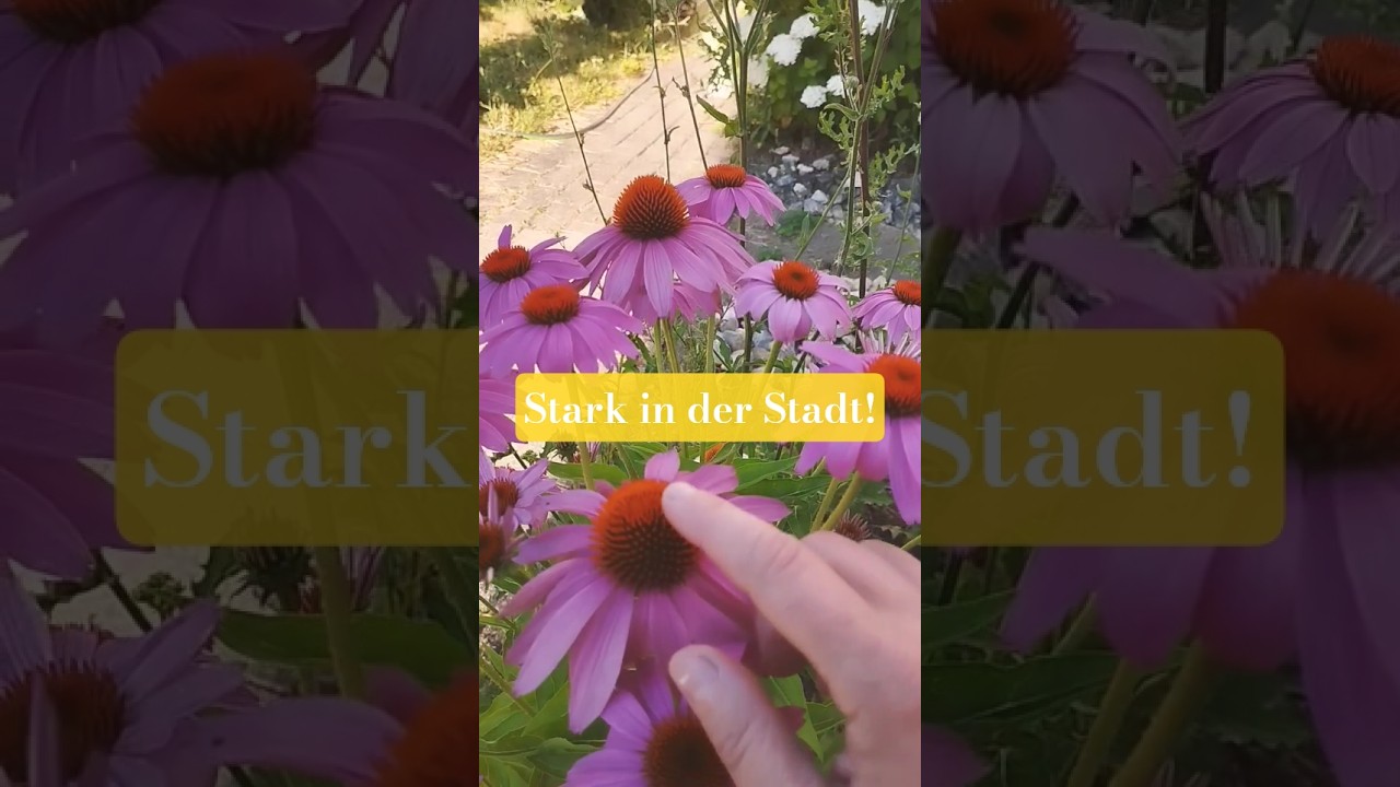 Der Sonnenhut als Kraftgeber