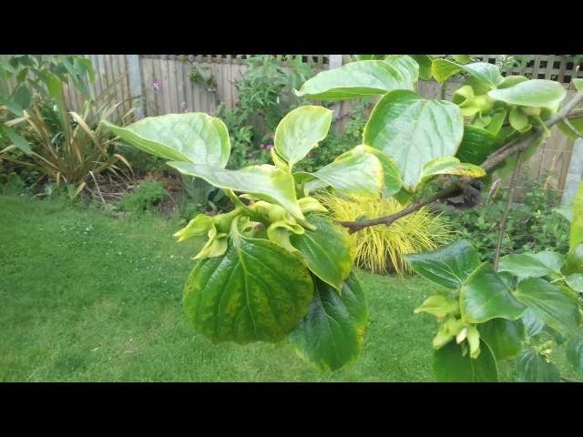 Growing Persimmon (Sharon fruit) in the UK. Spring flowers. - YouTube