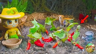 🌶️DIY Pepper Planting & Caterpillar Challenge | Mini Farm Care 🐛