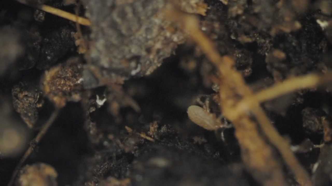 Predatory soil mite YouTube