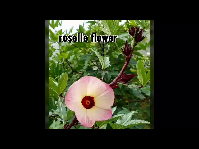 tall ceramic flower pots Decor Planter main image 0