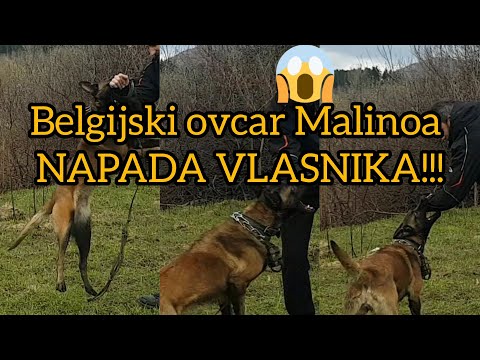 Video: Kako se odgajaju kavkaska djeca